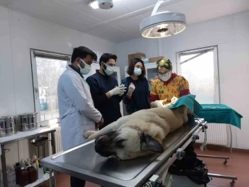 Bursa Osmangazi&rsquo;den hem toplumu hem de hayvanları koruyan &ccedil;alışma