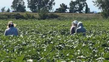 Osmaniye&rsquo;de bamya hasadı başladı
