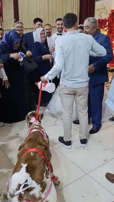 Osmaniye&rsquo;de damada d&uuml;ğ&uuml;nde altın yerine buzağı verildi
