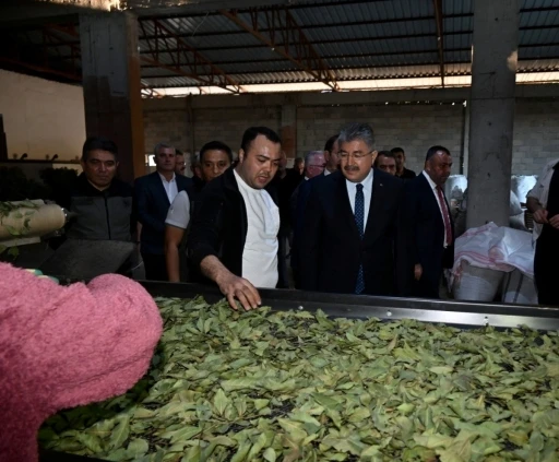 Osmaniye&rsquo;de defne yaprağı hasadı başladı
