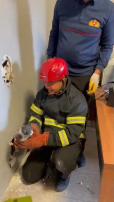 Osmaniye&rsquo;de mahsur kalan yavru kedileri itfaiye ekipleri kurtardı
