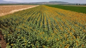 Osmaniye'de ay&ccedil;i&ccedil;eği ekim alanı genişliyor