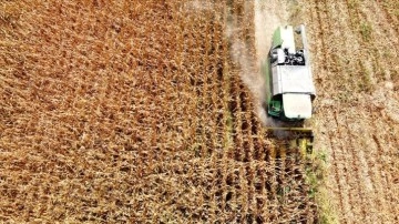 Osmaniye'de ekim alanı genişleyen mısırda sıcak hava verimi d&uuml;ş&uuml;rd&uuml;