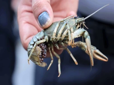 Otob&uuml;s terminalinde 300 kilo kerevit ile 40 kilo mavi yenge&ccedil; ele ge&ccedil;irildi