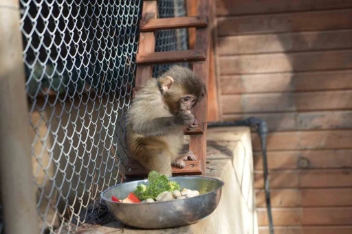 Otogarda koli i&ccedil;inde yakalandı, doğal yaşam parkında yeni hayatına başladı