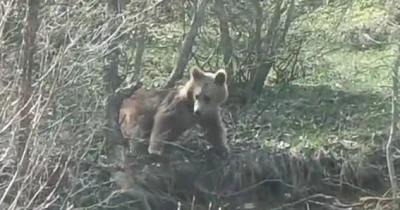 Otomobil kornasıyla ayının dikkatini &ccedil;ekmek istedi
