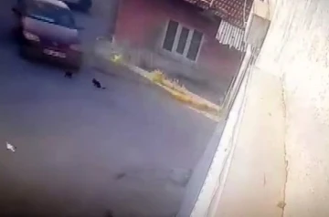 Otomobilin altında kalan yavru kediler &ouml;ld&uuml;
