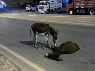 Otomobilin &ccedil;arptığı eşek &ouml;ld&uuml;, yavrusu başından ayrılmadı