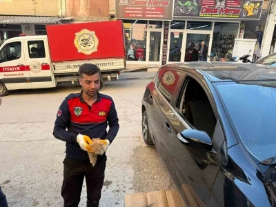 Otomobilin motor kısmına giren yavru kediyi itfaiye kurtardı
