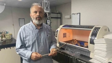 Oyun oynarken camdan atlayan kedinin karnına odun par&ccedil;ası saplandı
