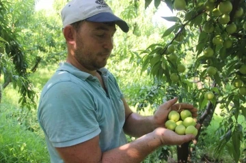 Coğrafi işarete sahip &rsquo;Bayrami&ccedil; beyazı&rsquo;nda bu yıl 20 bin ton &uuml;r&uuml;n bekleniyor