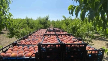 (&Ouml;zel) Coğrafi işaretli Lapseki şeftalisinde bu yıl 150 bin ton şeftali ve nektarin &uuml;retimi bekleniyor
