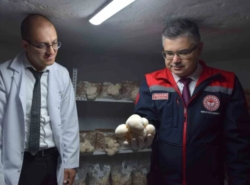 Evin bodrumunda aslan yelesi mantarı &uuml;retiyor