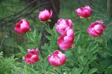 (&Ouml;zel Haber) Bu bitkiyi koparmanın cezası 244 bin lira
