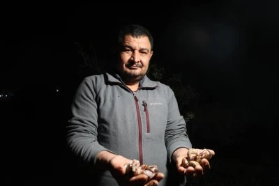 &Ouml;zel izinle toplanan salyangoz mesaisi başladı! 