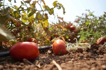  Sosyal medyada &ccedil;ağrı yaptı, tarlada kalan domatesi bedava dağıttı