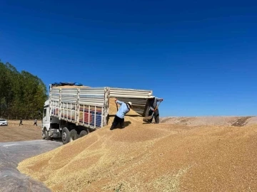 (&Ouml;ZEL) TMO hububat alımında rekor kırdı
