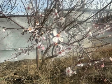 Yalancı bahara aldanan ağa&ccedil;lar &ccedil;i&ccedil;ek a&ccedil;tı