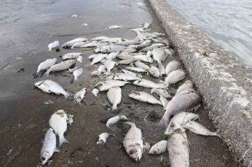 &Ouml;zg&uuml;r &Ouml;zel&rsquo;e tokat gibi cevap: &ldquo;Sanırım bizi, denizi foseptik &ccedil;ukuruna &ccedil;eviren İzmir&rsquo;le karıştırdı&rdquo;
