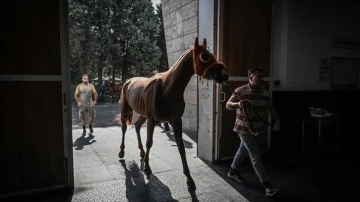 Paha bi&ccedil;ilemeyen atlar bu hastanede tedavi ediliyor