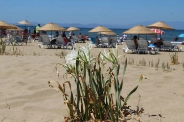 Pamucak&rsquo;taki, kum zambaklarına dikkat &ccedil;ekti
