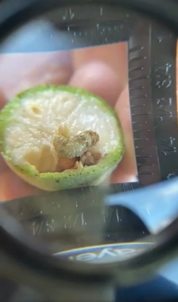 Pamukta dikenli kurt g&ouml;zlemlendi
