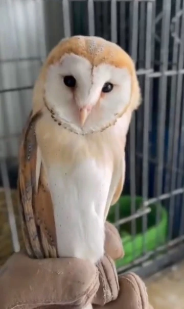 Pe&ccedil;eli baykuş doğal yaşamında
