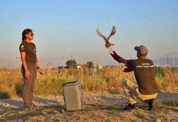 Pe&ccedil;eli baykuşlar &ouml;zg&uuml;rl&uuml;ğe kanat &ccedil;ırptı
