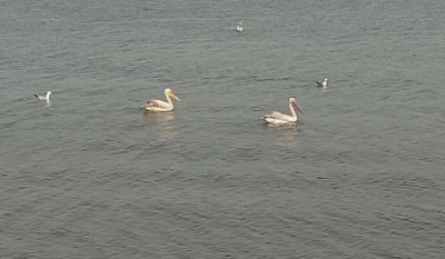 Pelikanlar İznik G&ouml;l&uuml;'n&uuml; s&uuml;sledi