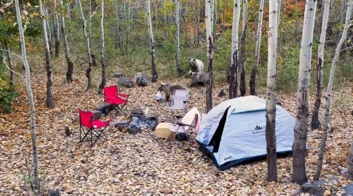 Piknik&ccedil;ilerin &ccedil;adırına dadanan ayılar dron kamerasına yakalandı
