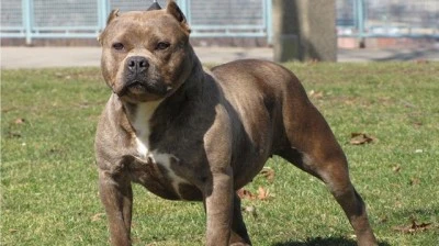  Pitbull besledi cezayı yedi!