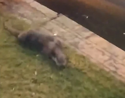 Porsuk &Ccedil;ayı&rsquo;ndan &ccedil;ıkan su samuru g&ouml;renleri tedirgin etti
