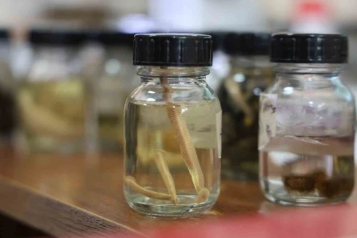 Prof. Dr. Naim Sağlam: "Tıbbi s&uuml;l&uuml;kler yalnızca uzman kişilerce kullanılmalı"
