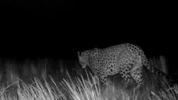 Prof. Dr. Şağdan Başkaya: "Anadolu Parsı pop&uuml;lasyonu artıyor"
