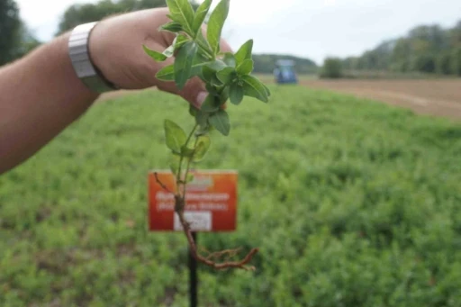 "Edirne kırmızısı" doğduğu topraklarda yeniden hayat buldu

