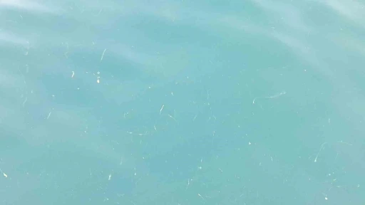 "Karadeniz &ccedil;evresindeki &uuml;lkelerin atıklarıyla kirletiliyor"
