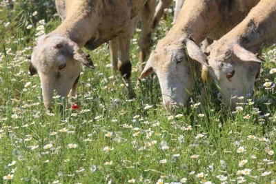 "Kırsalda Bereket" projesinde 18 bin 393 gebe d&uuml;ve, 9 bin 800 k&uuml;&ccedil;&uuml;kbaş dağıtıldı