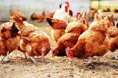 Ramazan&rsquo;ın favorisi tavuk eti sağlıklı beslenmenin anahtarı