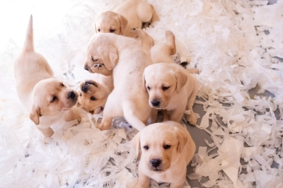 Rehber K&ouml;peklerin G&uuml;c&uuml; Daha Fazla Kişiye Ulaşacak