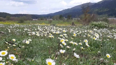 Rengarenk &ccedil;i&ccedil;ekler g&ouml;z kamaştırdı
