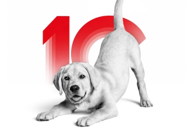 Royal Canın T&uuml;rkiye 10. Yaşını Kutluyor
