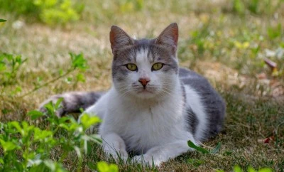 Rus t&uuml;ccarlar, Doğu Anadolu'dan 10 bin kedi satın almak istemiş...