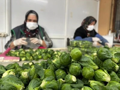 Rusya ve Hollanda'nın lahanası Bursa'dan 