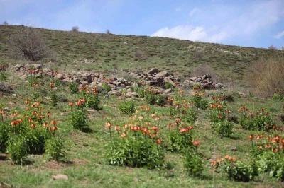 Sadece 20 g&uuml;n a&ccedil;an ters laleyi koparmanın cezası araba parası
