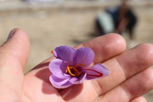 Safran deneme &uuml;retimi başarıya ulaştı
