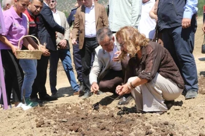 Safranova&rsquo;da 7 dekarlık alana 500 kilo safran soğanı dikildi