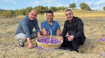 Safranova&rsquo;da safran hasadı başladı
