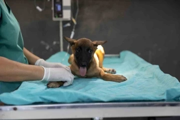 Sahibi tarafından terk edilen k&ouml;pek, bakımevindeki tedaviyle iyileşiyor
