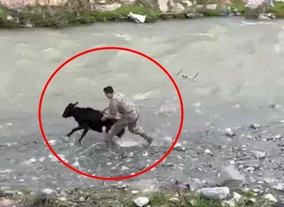 Sahibinden ka&ccedil;an buzağıyı polis memuru yakaladı; o anlar kamerada