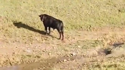 Ka&ccedil;an ineği belediye ekipleri yakaladı